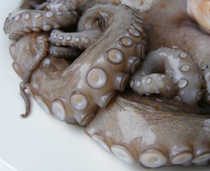 Cefalópodes